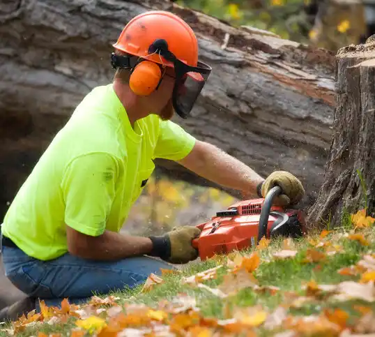 tree services Elmwood Place